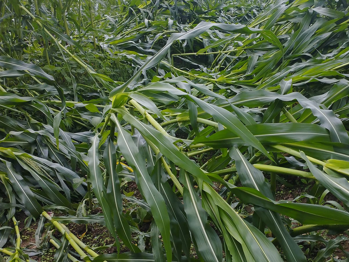 बैतडीमा पकेट क्षेत्रमै मकैमा व्यापक क्षति, किसान चिन्तित 